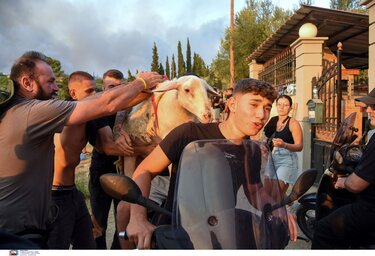 διάσωση ζώων