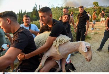 διάσωση ζώων