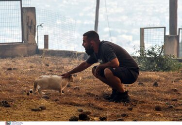 διάσωση ζώων