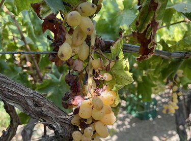 Αμπέλια, Ζημιές