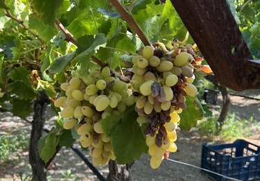 Αμπέλια, Ζημιές