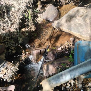 Δενδρύλλια χασίς, Ρέθυμνο