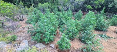 Δενδρύλλια χασίς, Ρέθυμνο