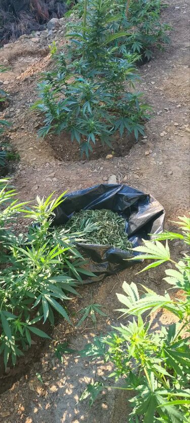 Δενδρύλλια χασίς, Ρέθυμνο