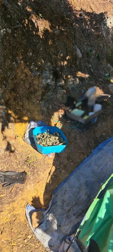 Δενδρύλλια χασίς, Ρέθυμνο