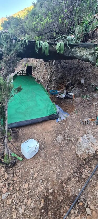 Δενδρύλλια χασίς, Ρέθυμνο