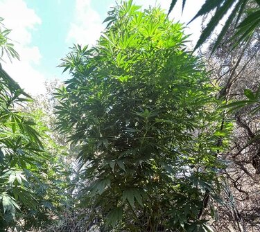 Φυτεία, Ρέθυμνο