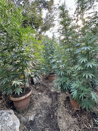 Φυτεία, Ρέθυμνο