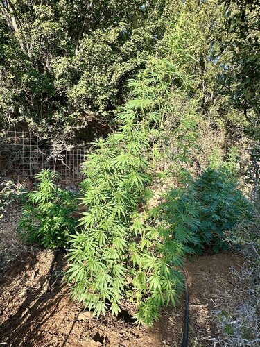 Χασισοφυτεία Μυλοπόταμος