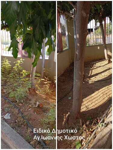 Πράσινο σχολεία Ηρακλειο