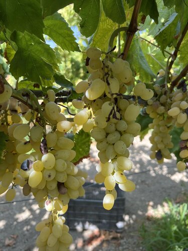 Αμπέλια, Καύσωνας