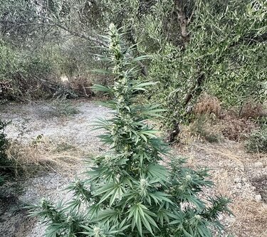 Χασίς, Μυλοπόταμος