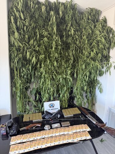 Χασισοφυτεία, Δήμος Φαιστού