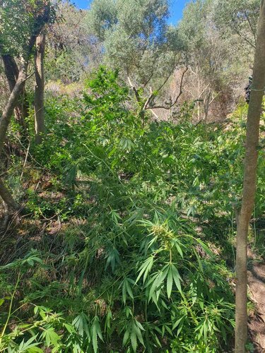 Φυτεία, Πλατανιάς