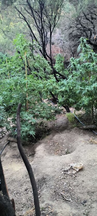 Ηράκλειο κανναβη