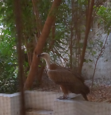 Ορνεο Πολυκατοικία Ηρακλειο