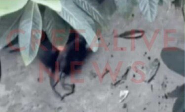 Ποντίκια, Κέντρο Ηρακλείου 