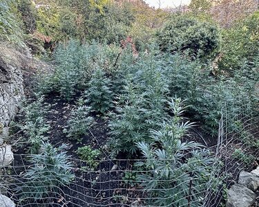 Δενδρύλλια, Ρέθυμνο