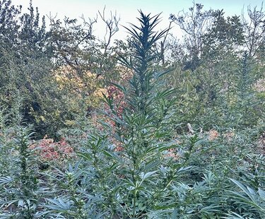 Δενδρύλλια, Ρέθυμνο