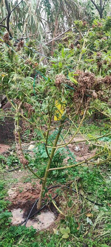 Χασις χανιά