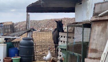 Ζώα Παλιά Σφαγεία