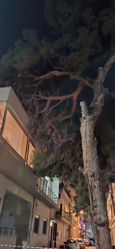 Δέντρο Μασταμπας