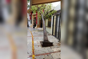 Πτώση δέντρου στο κέντρο του Ηρακλείου