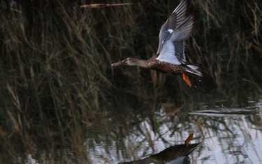 Πάπια, Αποσελέμης