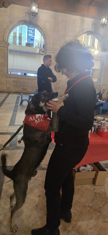 "Μια χρονιά γεμάτη σπίτια" από τους εθελοντές του Κυνοκομείου Δήμου Ηρακλείου