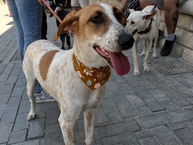 "Μια χρονιά γεμάτη σπίτια" από τους εθελοντές του Κυνοκομείου Δήμου Ηρακλείου