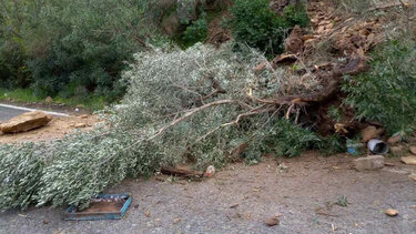 Δέντρο έπεσε και έκλεισε τον δρόμο