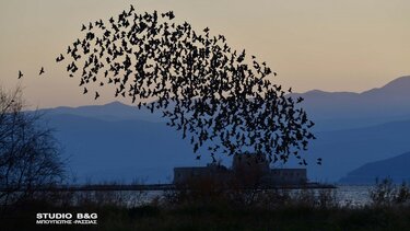 Χιλιάδες ψαρόνια στον ουρανό του Ναυπλίου