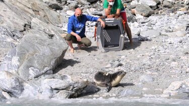 Απελευθέρωση Μεσογειακής Φώκιας στην προστατευόμενη περιοχή της Γυάρου