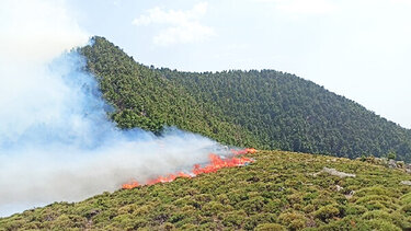 Σε εξέλιξη φωτιά στη Μεσσηνία