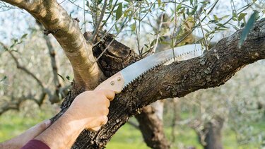 Κλαδέματα δέντρων στην περιοχή της Χρυσοπηγής