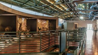 «Ένας Στεγόσαυρος ρομπότ!» στο Μουσείο Φυσικής Ιστορίας Κρήτης