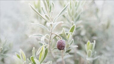 Κακοκαιρία Μπάρμπαρα: Η εφαρμογή frost.minagric.gr ασπίδα προστασίας από τον παγετό 