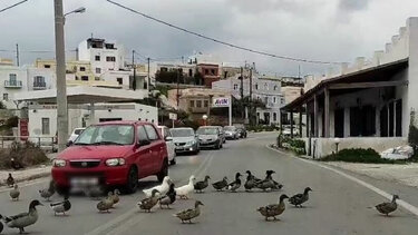 Πάπιες πήραν τους δρόμους!