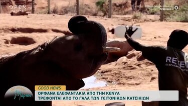 Ορφανά ελεφαντάκια τρέφονται από το γάλα των γειτονικών κατσικιών