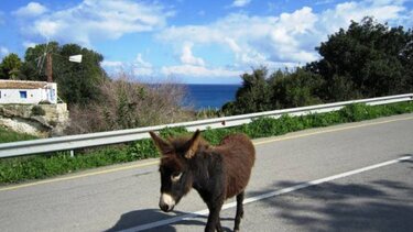 Γαϊδουράκια βγήκαν "βόλτα" στην εθνική οδό