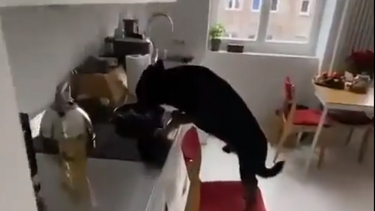 Τι κάνει ένας σκύλος... όταν μένει μόνος του στο σπίτι!