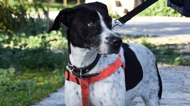 Σκυλάκι πέθανε από τον τρόμο το βράδυ της Ανάστασης: Η καρδιά του δεν άντεξε