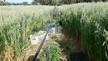 Η αστυνομική επιχείρηση... "χάλασε" τη δουλειά