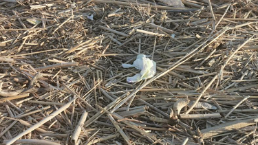 "Είναι τουλάχιστον λυπηρό να περπατάς ανάμεσα σε σκουπίδια"