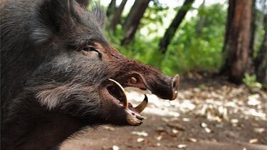 Αιχμαλωτίστηκαν δύο αγριογούρουνα που έκαναν βόλτα στην Καλαμαριά