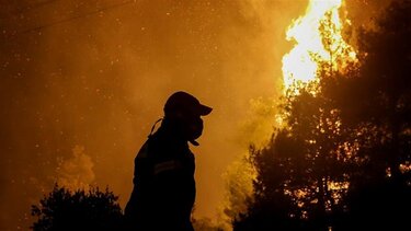 Έκθεση του WWF για τα οικονομικά της πρόληψης και της καταστολής των δασικών πυρκαγιών