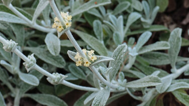 Η μαλοτήρα της Κρήτης που έγινε «όπλο» στην πανδημία 