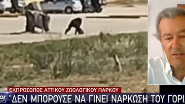 Αντιδράσεις για τη θανάτωση του χιμπατζή - Τι υποστηρίζει ο ιδιοκτήτης του Αττικού Πάρκου