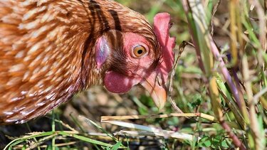 Οι Έλληνες έφεραν τα κοτόπουλα στην Ευρώπη - Πότε εξημερώθηκαν