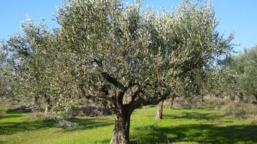 Ρέθυμνο: 4ος δολωματικός ψεκασμός σε όλες τις ΔΕ των Δήμων